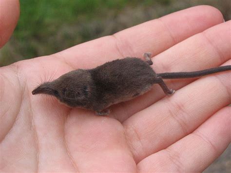 Field Guide/Mammals/Pygmy Shrew - Wikibooks, open books for an open world