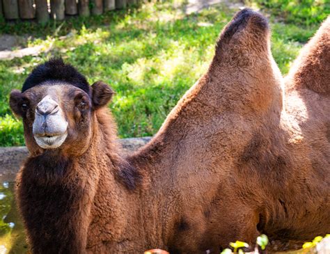 Bactrian Camel - Lincoln Park Zoo