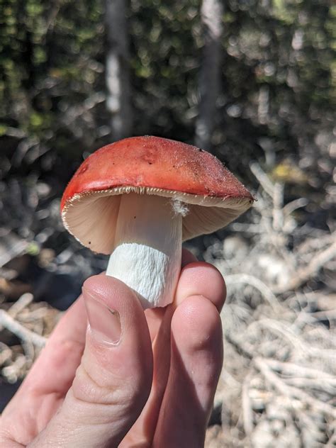Russula emetica? : r/ShroomID