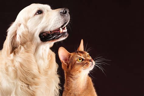 CARACTERISTICAS DE LOS ANIMALES DOMESTICOS