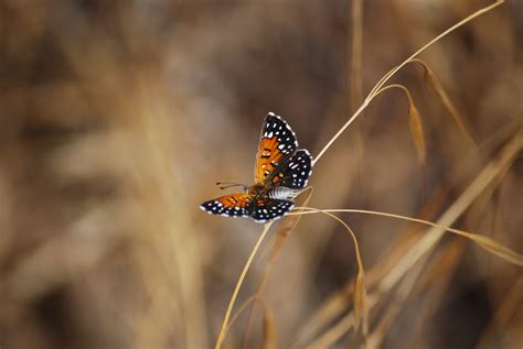 Lange's metalmark butterfly | FWS.gov