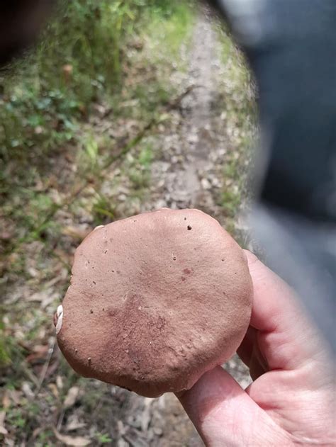 Mushie ID please. NSW Australia : r/mycology