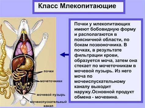 Органы выделения животных - презентация онлайн