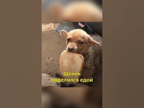 🐶Щенок Поделился Хлебом со Спасателями😍 - YouTube