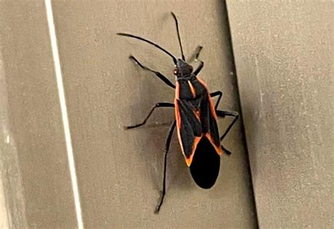 Do Boxelder Bugs Bite? Separating Fact from Fiction - What's That Bug?