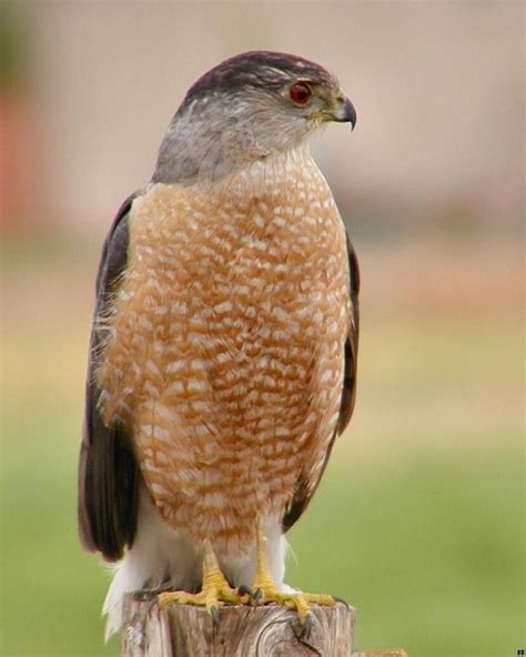 Cooper's Hawk - BirdForum Opus | BirdForum