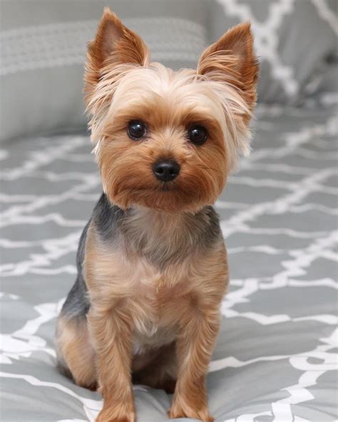 Hairstyles For Yorkshire Terriers | dev.onallcylinders.com