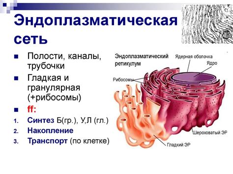 Строение эукариотической клетки - презентация онлайн