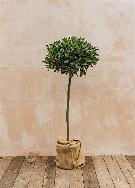 laurus nobilis standard cm  burford garden