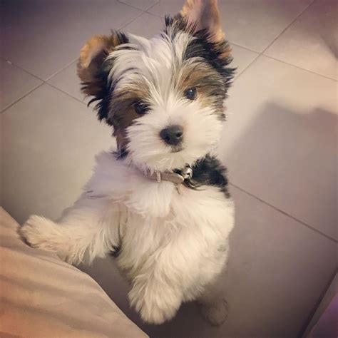 Biewer Terrier Haircut