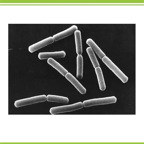 zhoutian brand plant natural fixed biological nitrogen microorganism ...