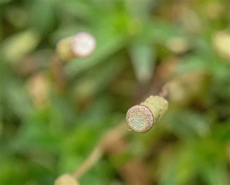 Pogonatum aloides - British Bryological Society