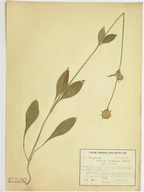 Сивец луговой. Succisa pratensis Moench. 02.08.1921 г.