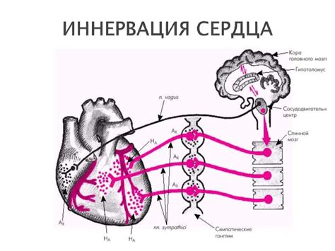 Физиология сердечно-сосудистой системы - online presentation