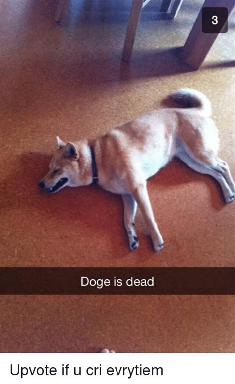 Doge is dead 😭😭😭 : r/dogecoin