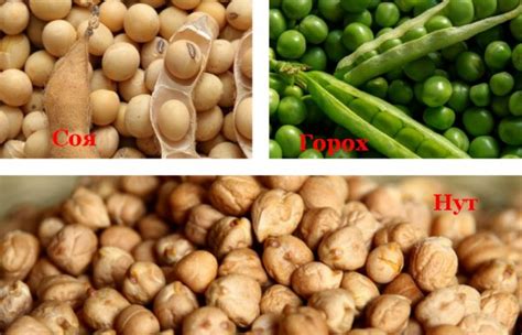 Что такое узбекский (турецкий) нут — бараний горох: вкус, внешний вид ...