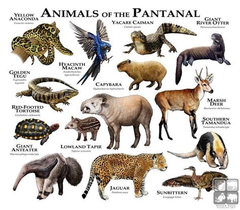 Animais Do Pantanal Imagens - Animais do Pantanal