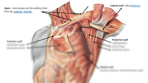 SOLUTION: Muscle brachial plexus shoulder arm - Studypool