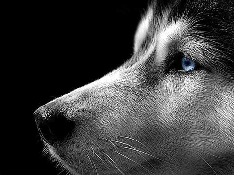 Black Husky Wallpapers - Top Free Black Husky Backgrounds - WallpaperAccess