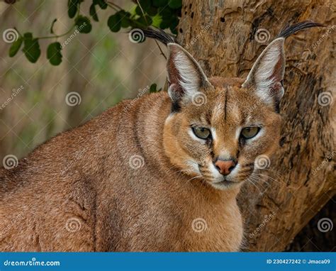 Caracal Closeup Portrait Caracal Caracal Stock Photo | CartoonDealer ...