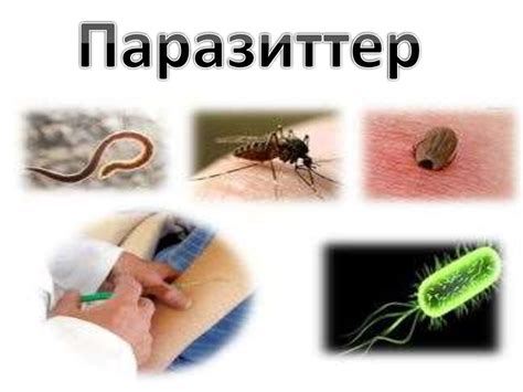 Паразиттер - презентация онлайн