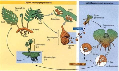 plant life cycle explained   plant types biology explorer