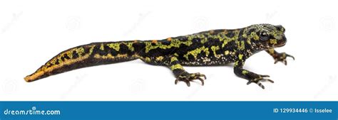 Side View of a Marbled Newt, Triturus Marmoratus Stock Photo - Image of vertebrate, newt: 129934446