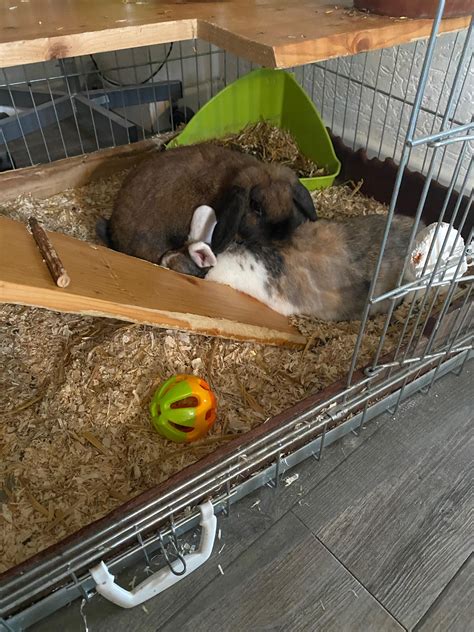 Gigi the official bun bun masseuse : r/rabbitswithjobs