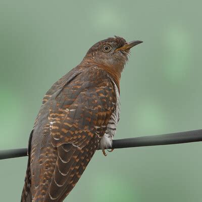 Himalayan Cuckoo (Cuculus saturatus) :: BirdWeather