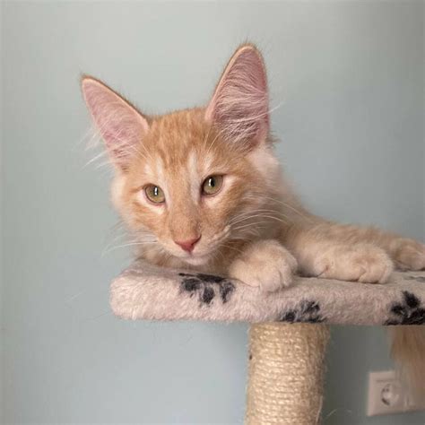 Котята Норвежской лесной кошки