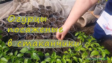 Огурцы посаженые в стаканчики - YouTube