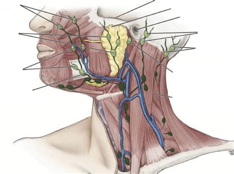 Lymph Nodes (Label Diagram) Diagram | Quizlet