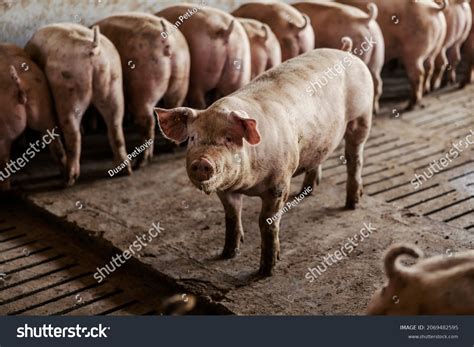 4,274 Pig smelling Images, Stock Photos & Vectors | Shutterstock