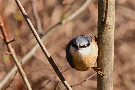 Bird Nuthatch Ornithology - Free photo on Pixabay