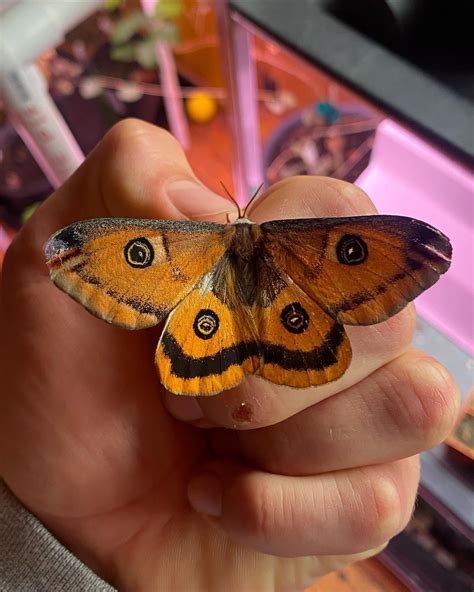 As I await the moths of 2023, here’s a picture of a cute yellow