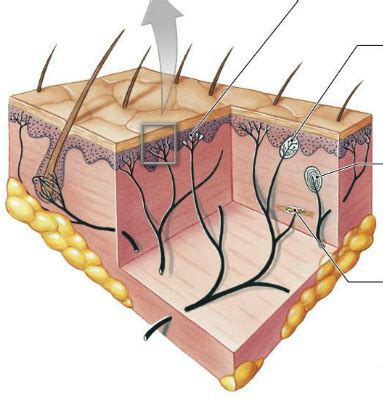 Sense Of Touch Receptors