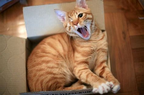 The One Eye Wonder Ginger Cat - Love Meow