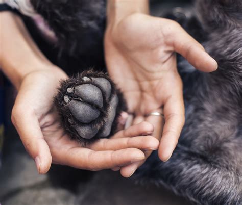 Why Is My Dogs Paw Swollen