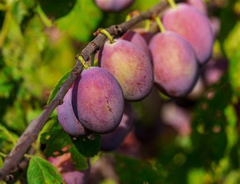 Plum Tree Types a World of Stone Fruit - Garden Foundary