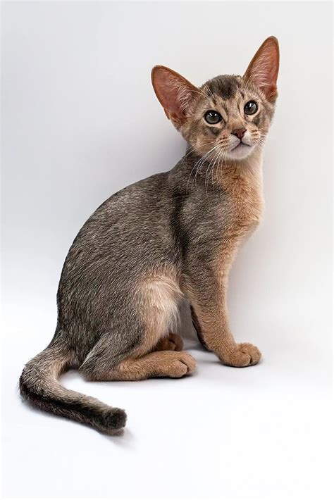 Abyssinian Kittens For Sale | Urban | Abyssinian Kitten – Purebred Kitties
