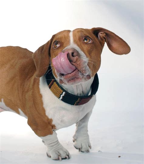 AP PHOTOS: With California's ugly dog contest coming up, here's a look ...