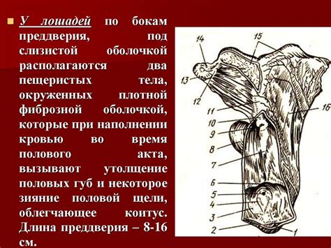 Акушерская физиология. Анатомия половых органов самок - презентация онлайн