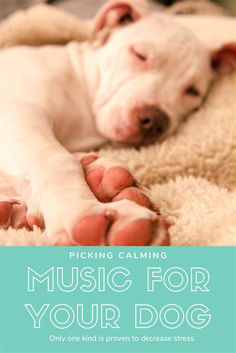 Using Music to Calm Your Dog- Anti Anxiety Dog Music - Treat Dreams ...