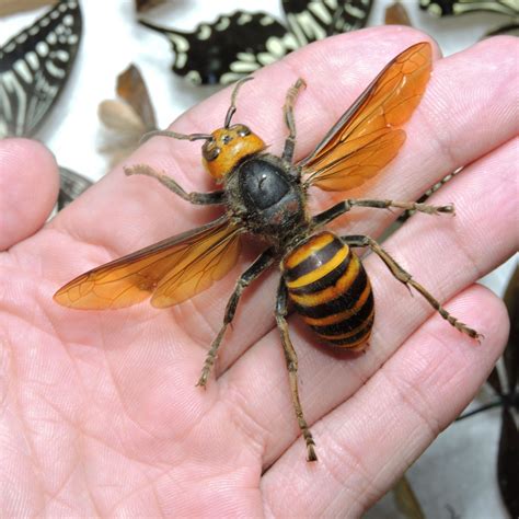 Giant Asian Hornet Why Murder Hornets Are Getting A New Name