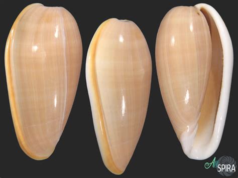 Bullata bullata - Allspira