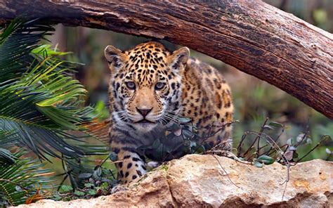 baby leopard mystery wallpaper