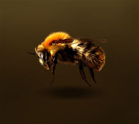 Шмель (Bombus pascuorum) — Насекомые / Мир животных.ру