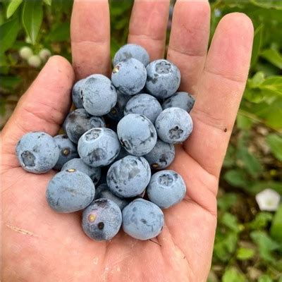 Голубика Дениз Блю (Denis Blue), С2 купить, отзывы, фото, доставка ...