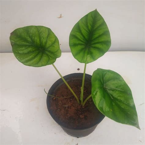 Alocasia "Clypeolata Green Shield" - NurseryBuy