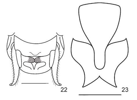Ocellarnaca fallax (Liu, 1999). 22. end of male abdomen, ventral view ...